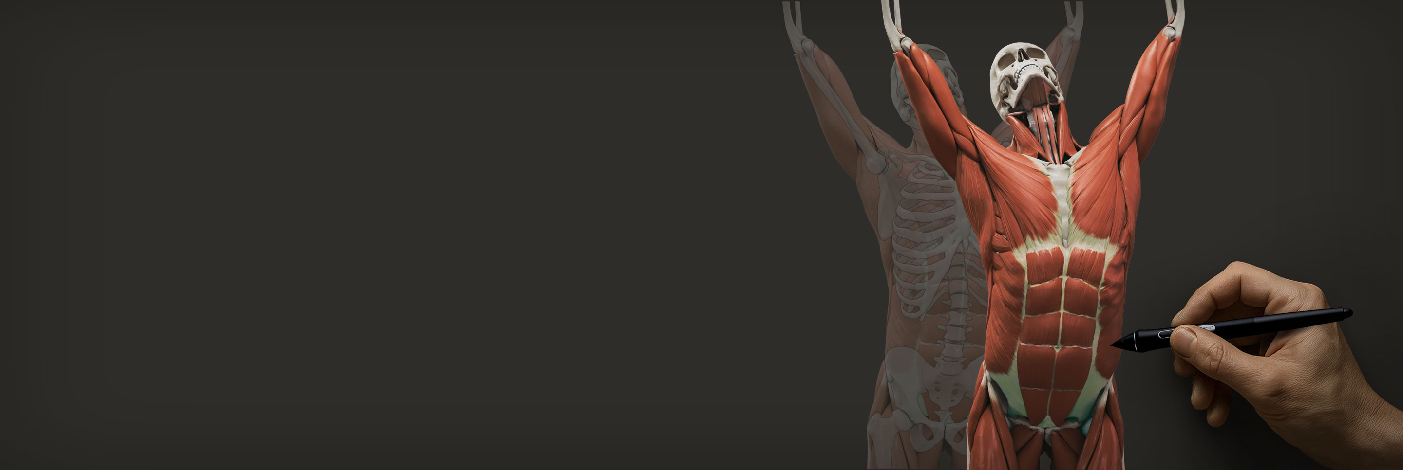 Torso écorché — skeleton on the left, full musculature on the right
