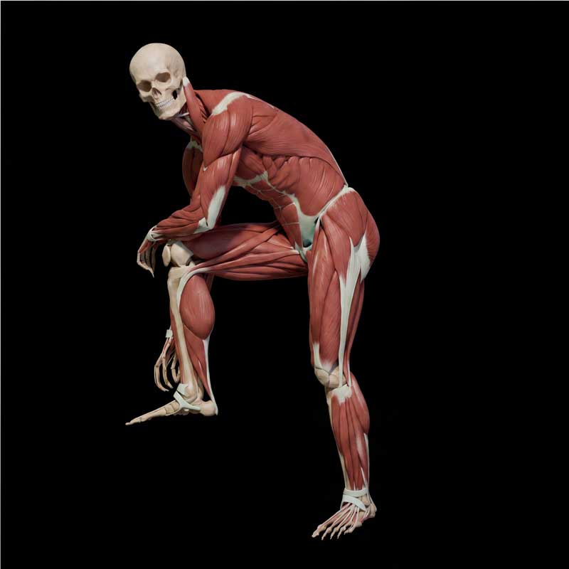 Écorché figure — skull and full musculature over the skeleton, in a crouched pose