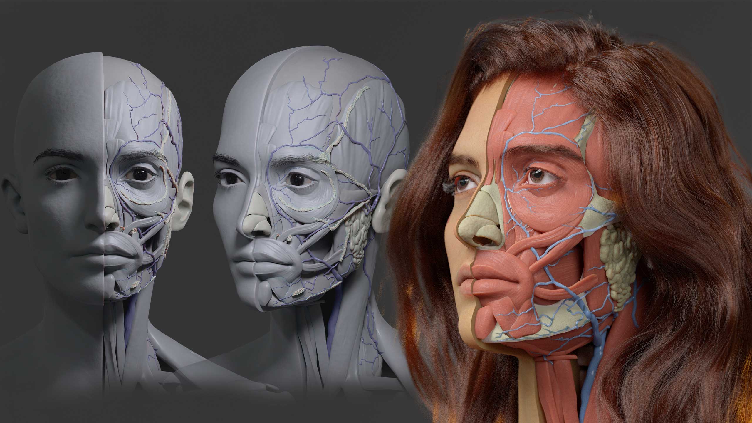 Sculpted head studies — half-anatomy and front views — beside a portrait overlaid with facial anatomy