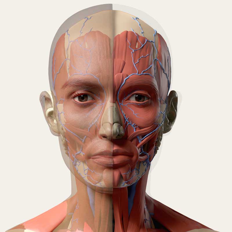 Head split down the middle showing skin and vasculature on one side, muscle on the other