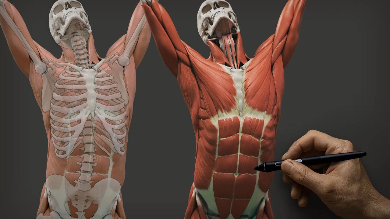 Écorché study of a face sculpted in ZBrush, muscle and vein under the skin