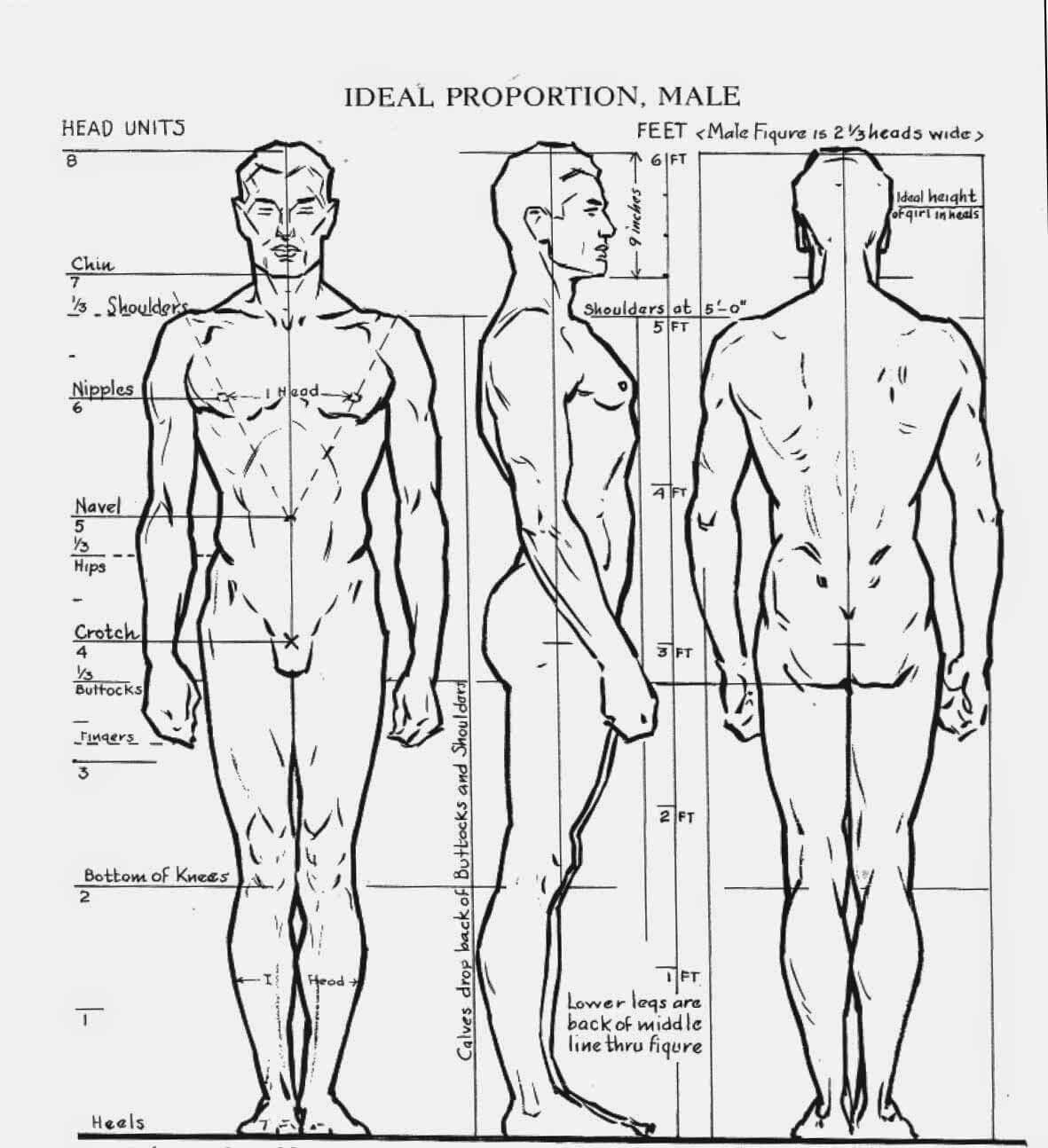 Andrew Loomis — the standard figure types and their proportions.