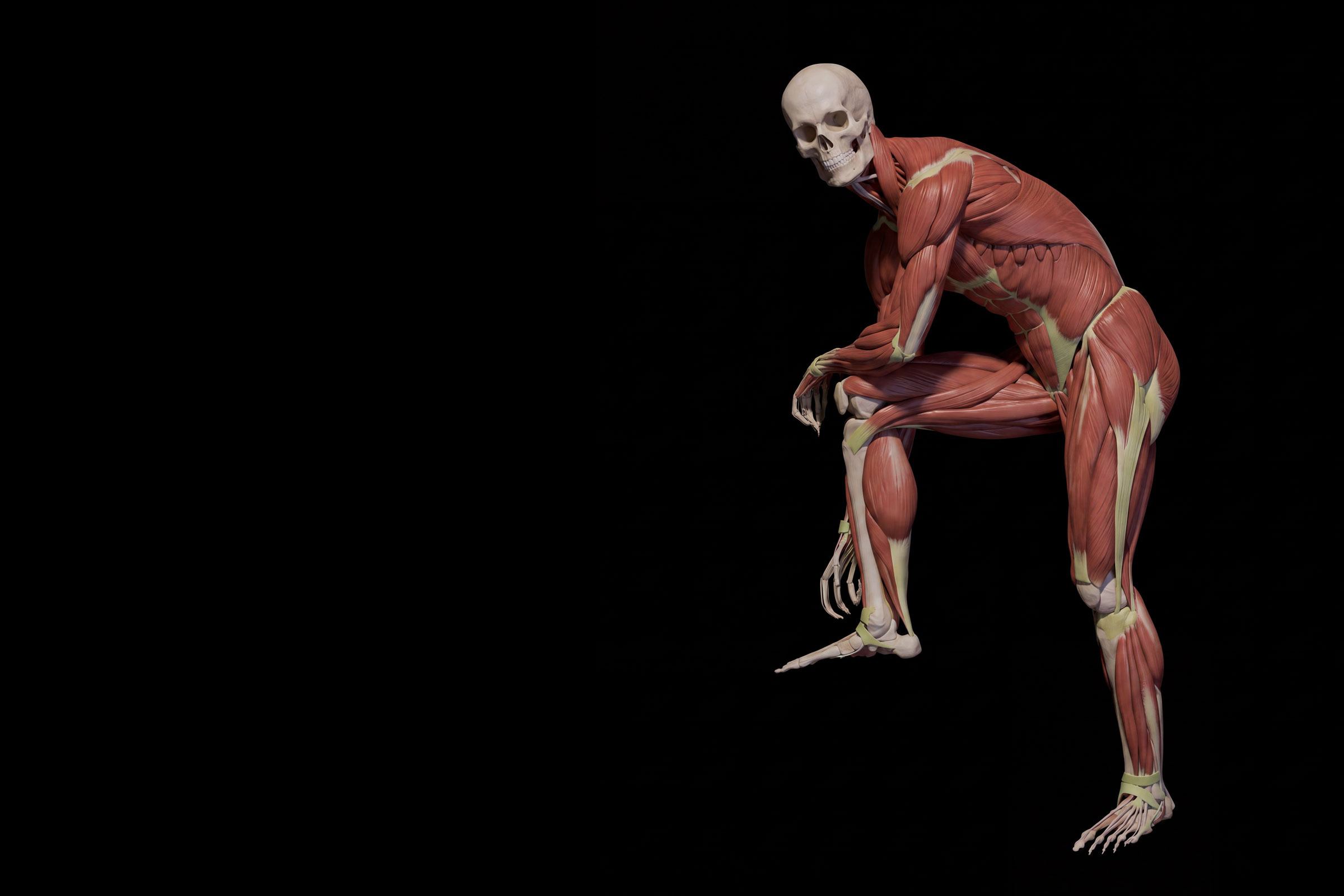 Écorché figure — skull and full musculature over the skeleton, in a crouched pose