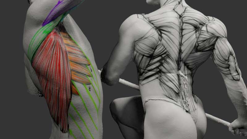 Mastering Anatomy for Artists — facial anatomy overlaid on a portrait