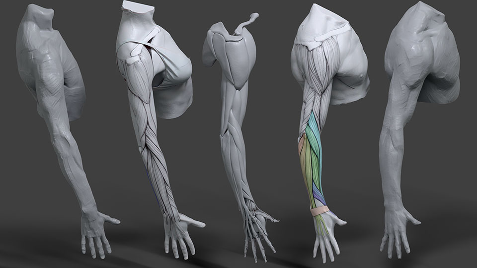 Arm anatomy — shoulder girdle through the muscles of the forearm and hand