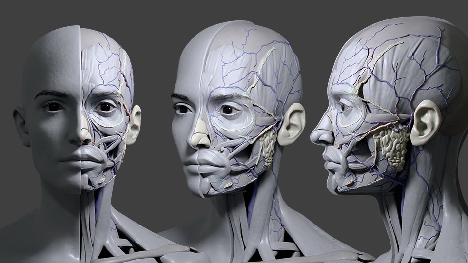 Head anatomy study — skull, facial muscles, veins