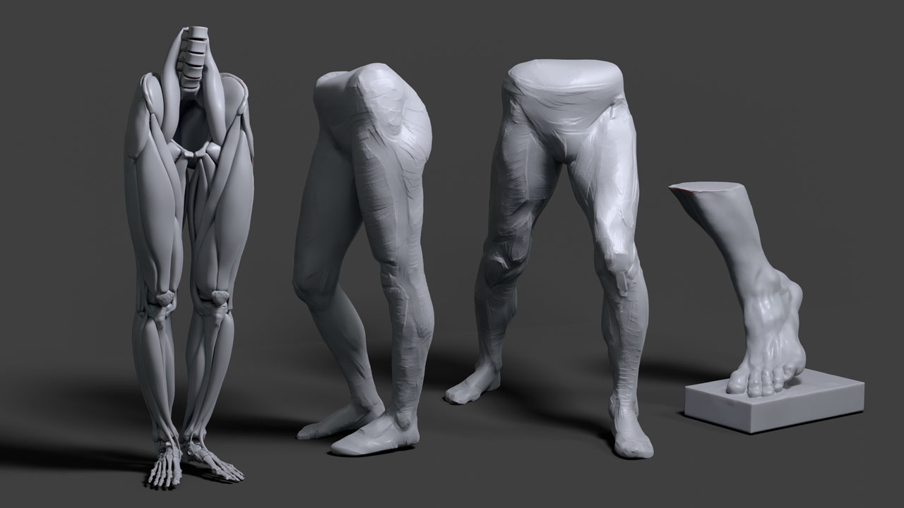 Leg anatomy studies — pelvis to foot, weight and balance