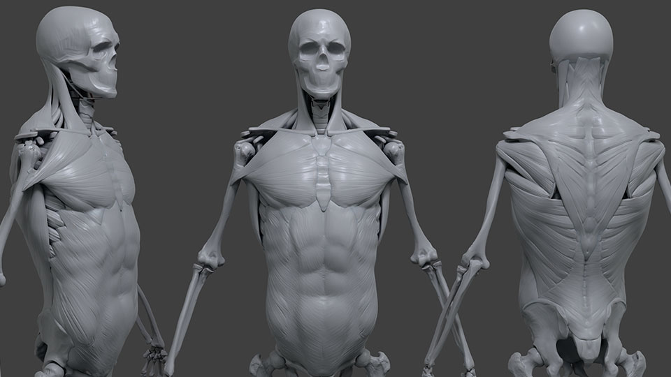 Torso anatomy — ribcage, spine and the sheet muscles wrapping them