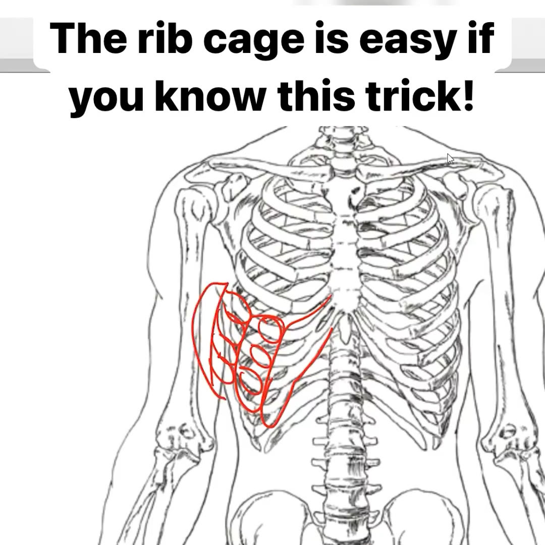 The Rib Cage Is Easy If You Know This Trick