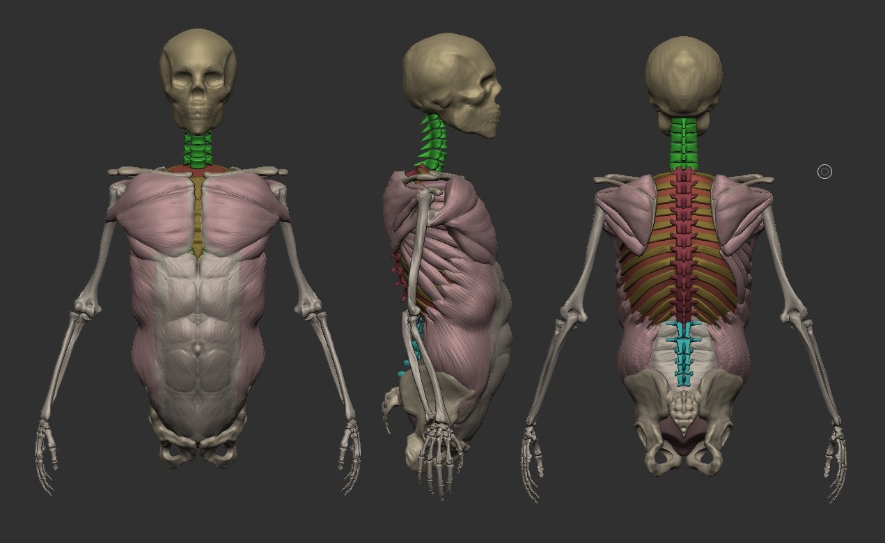 Student sculpt — crouching écorché figures