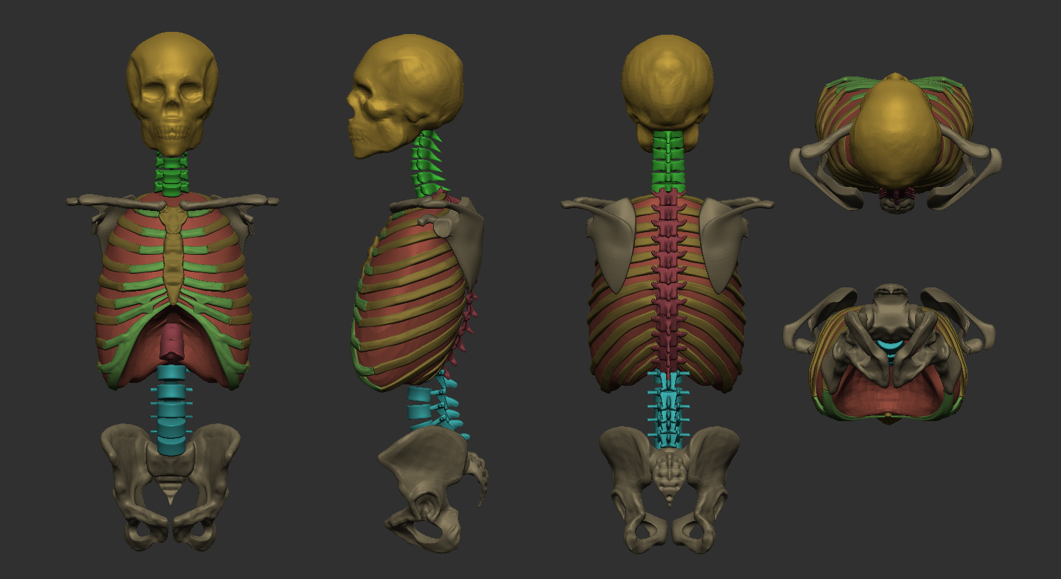 Student sculpt — standing female écorché, multiple views