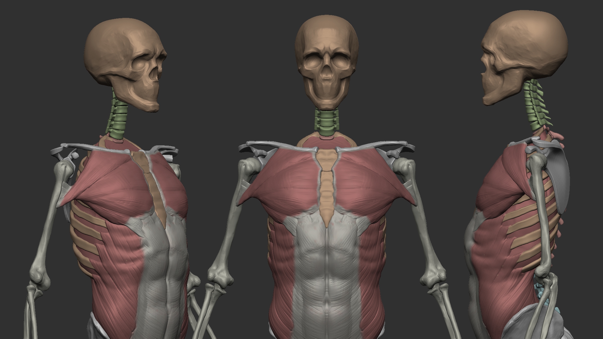 Student sculpt — layered torso muscle map