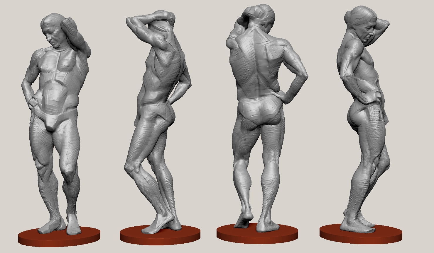 Student sculpt — torso muscle and skeleton study
