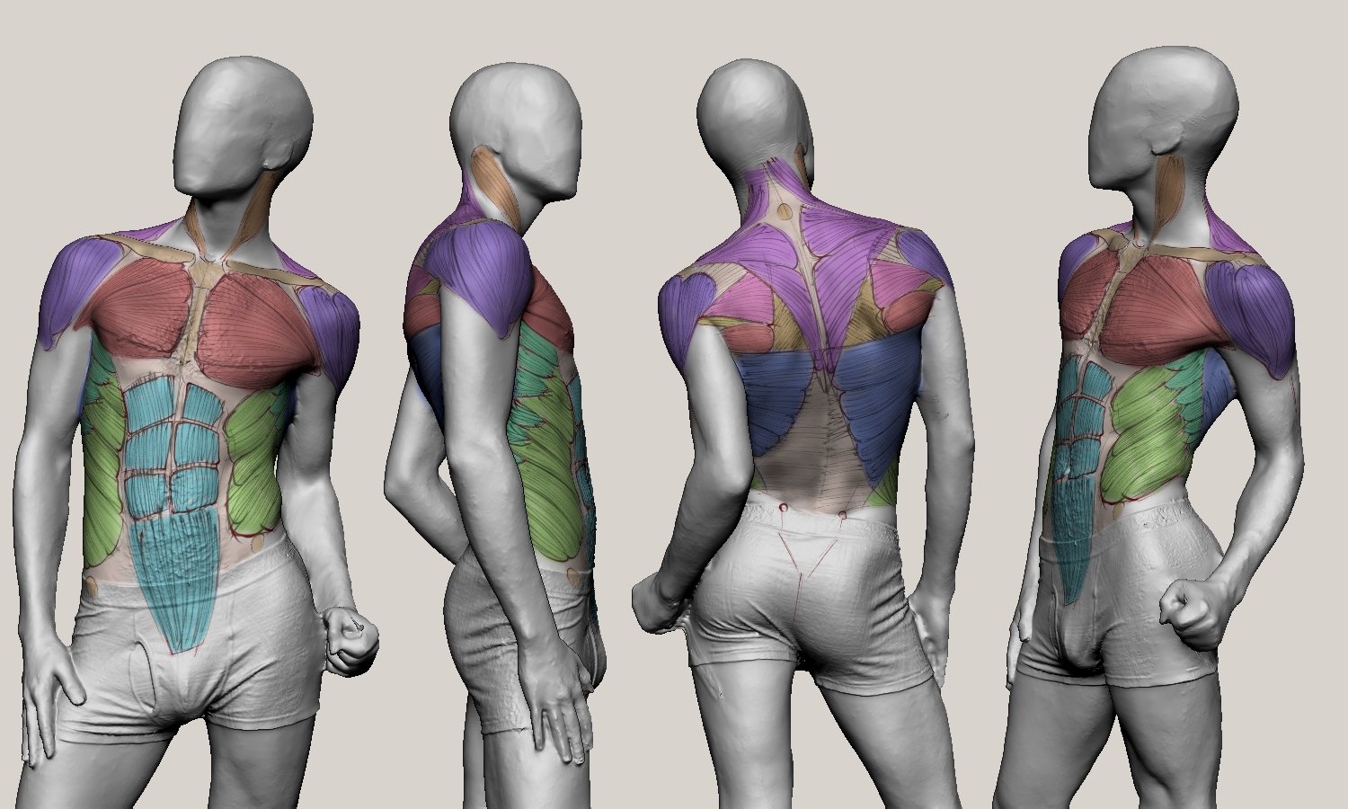 Student sculpt — ribcage and spine study