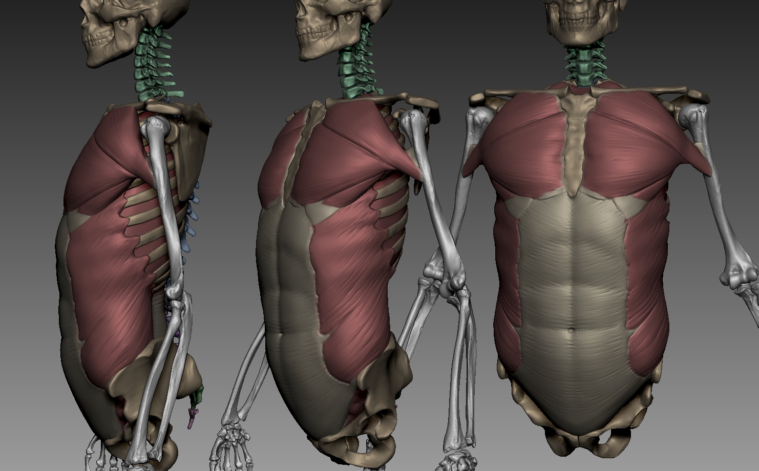 Student sculpt — classical male torso