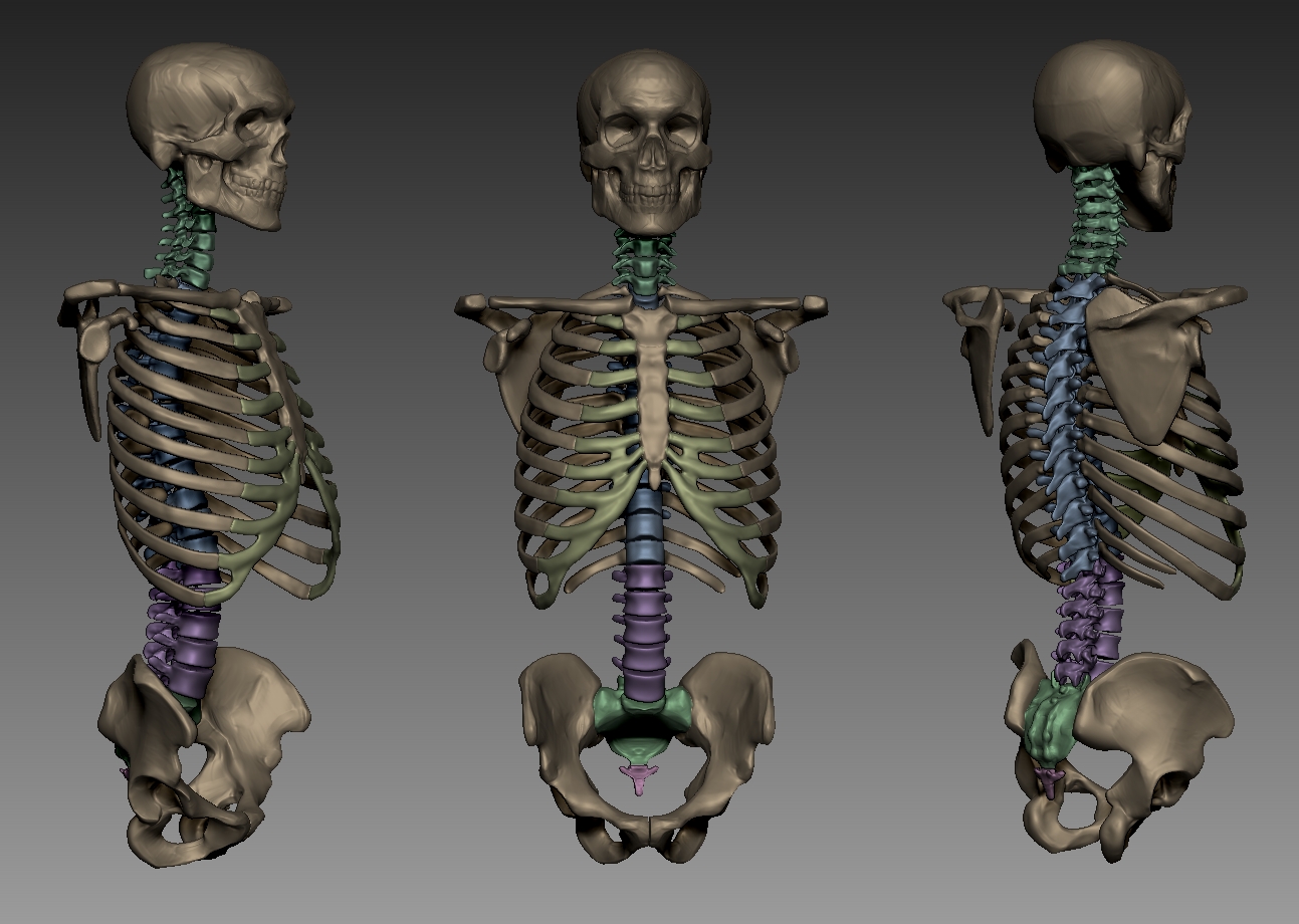 Student sculpt — skull, three-quarter views